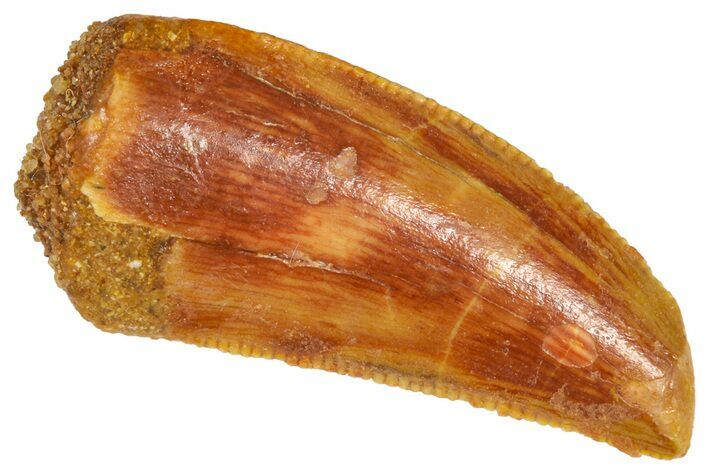 Serrated Raptor Tooth - Real Dinosaur Tooth #360996